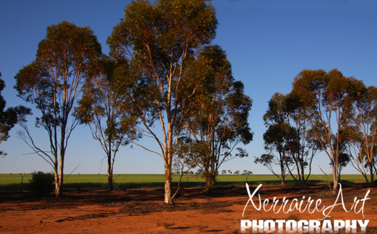 More trees that fascinated me