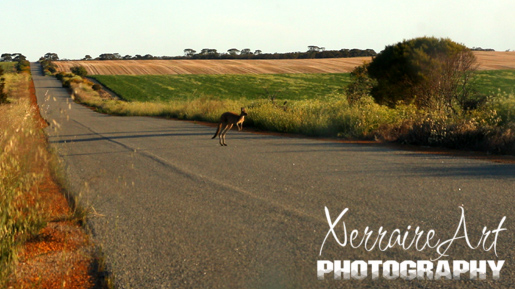 kangaroos crossing the road