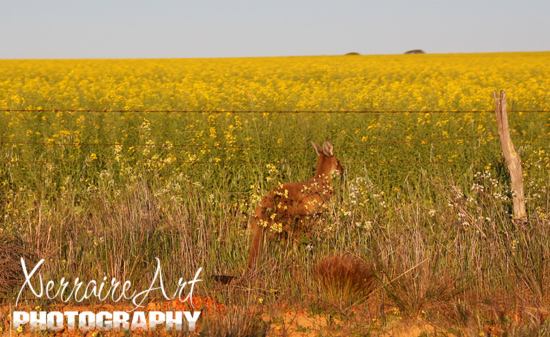 Kangaroos and lots of smelly canola
