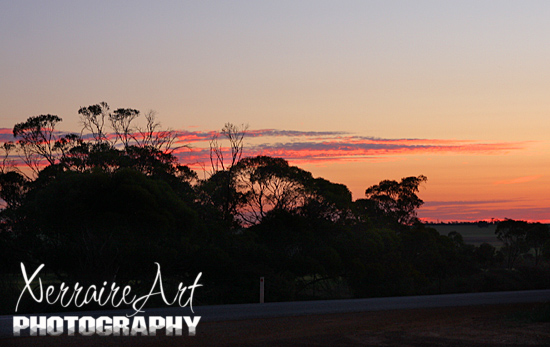 road16 Trees and sunset