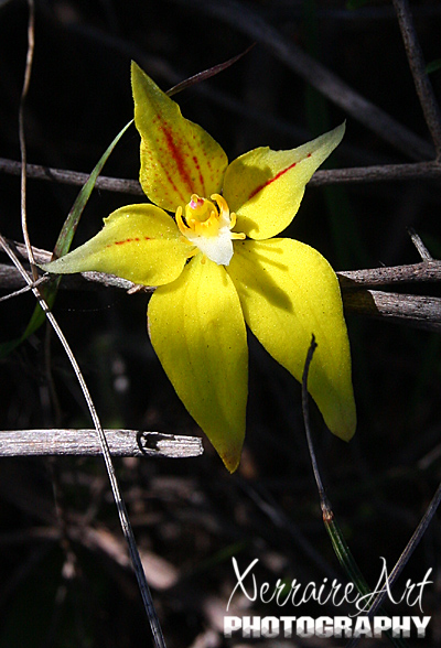 Cowslip orchids