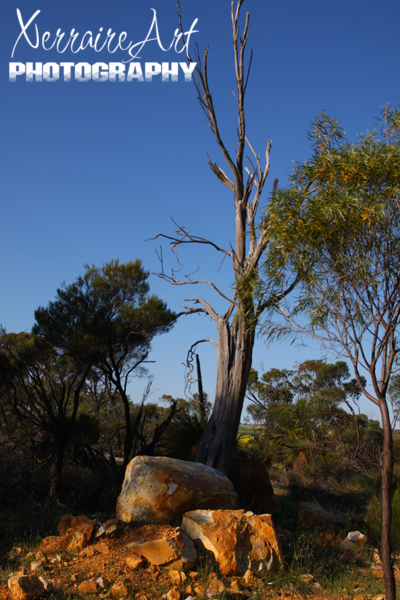 Interesting trees and rocks