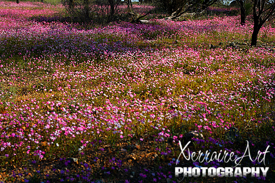 road7 Some more everlastings