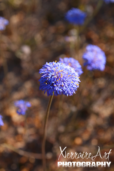 Blue wildflowers