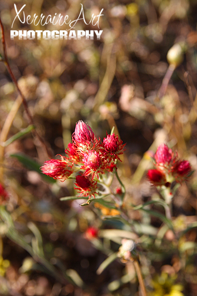 wildflowers not yet open