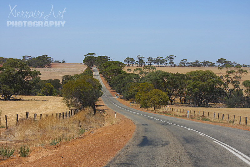 Interesting how you can drive and see almost nothing but stretches of flat yellow grasses and then you come upon this oasis of salmon gum trees in clusters.