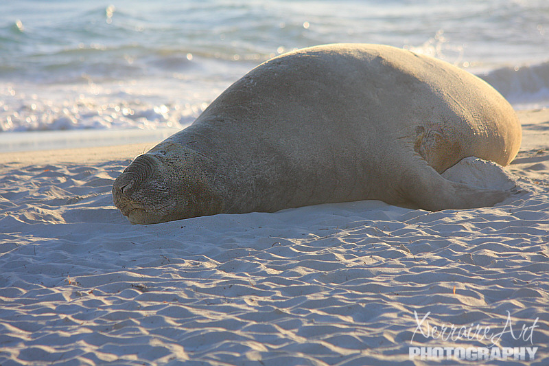 The seal had most likely spent a long period hunting in the water and was using a "haul-out period" to rest on the beach. The mammals hunt far off the coast in deep waters, so that makes them very tired.