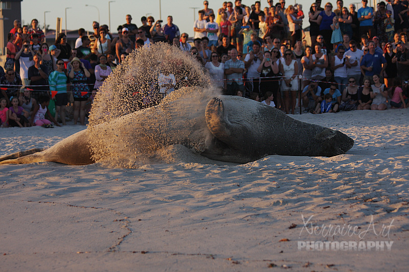 He did this several times, flipped sand over him to keep cool.