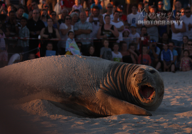 Seals can inflict a bite similar to that of a large dog and can move faster than humans.