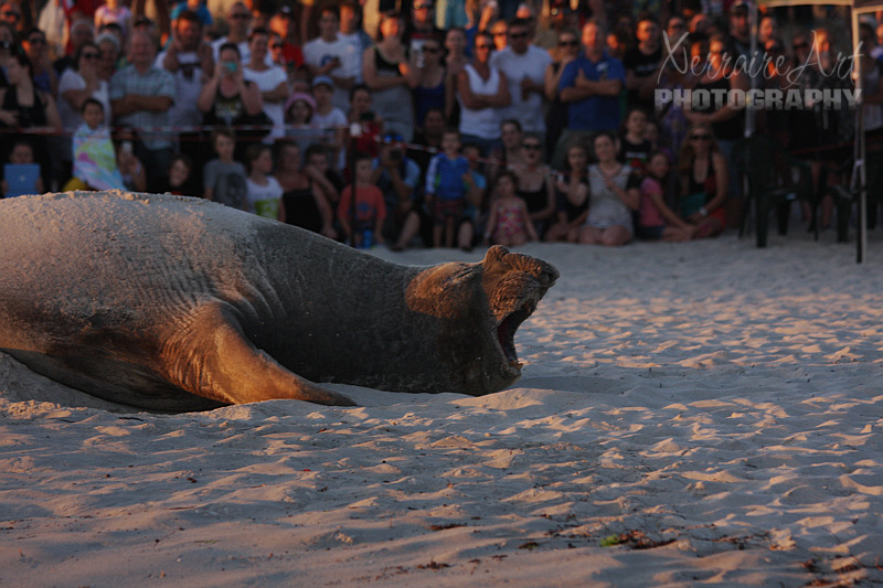 We weren't allowed to get too close: "It may feel threatened and react aggressively."