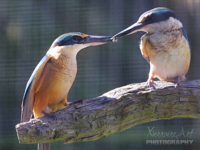 sharing