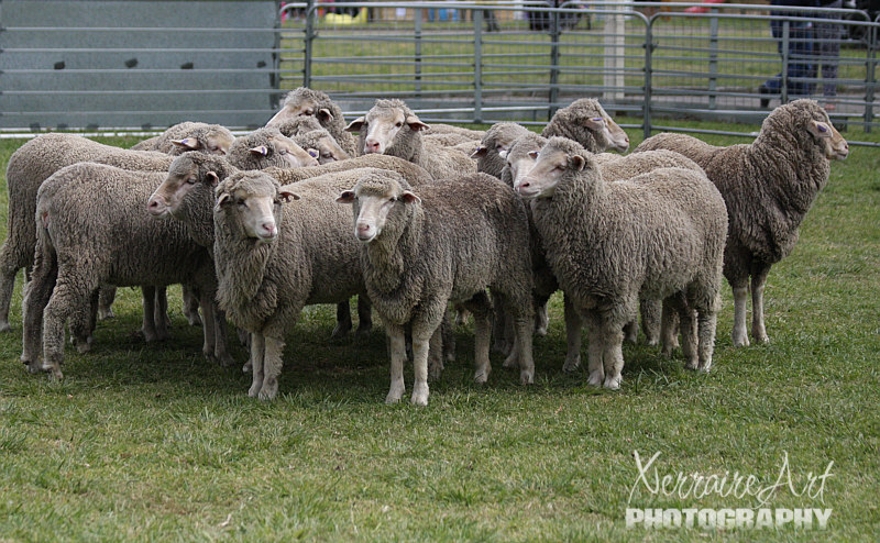 sheep1