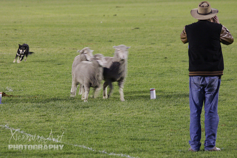 sheep10