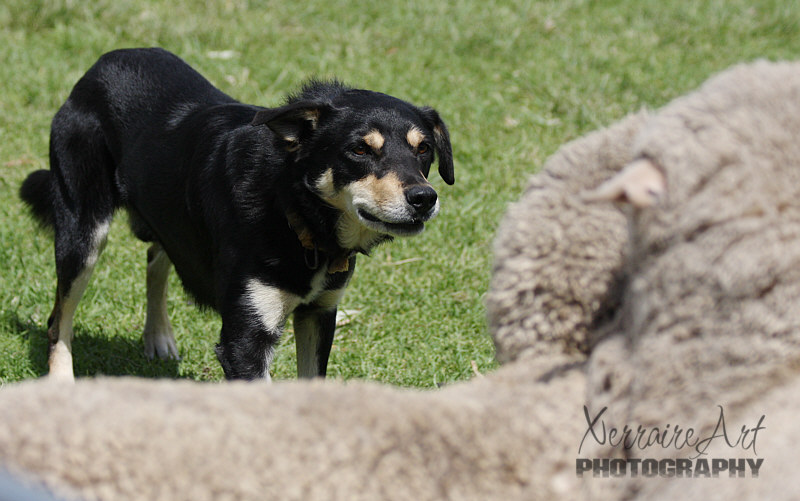 sheep2