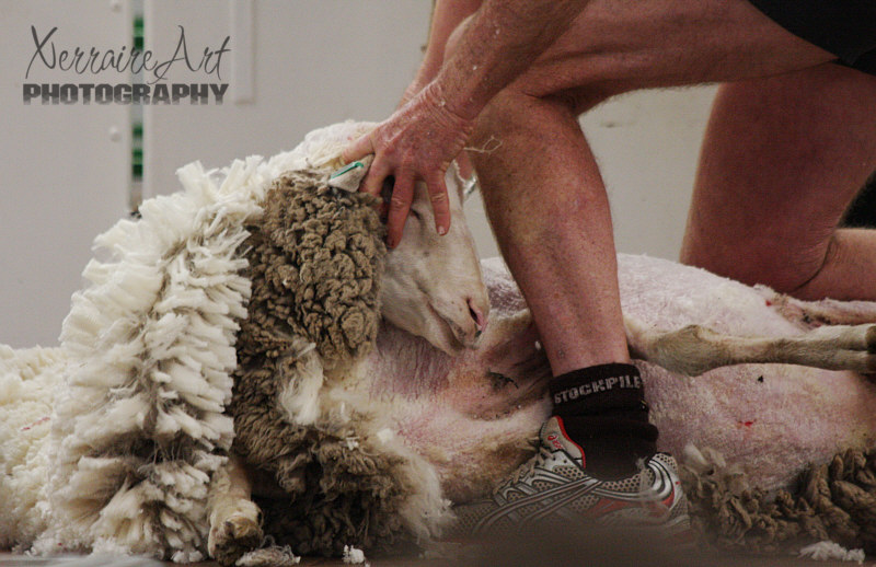 sheep6