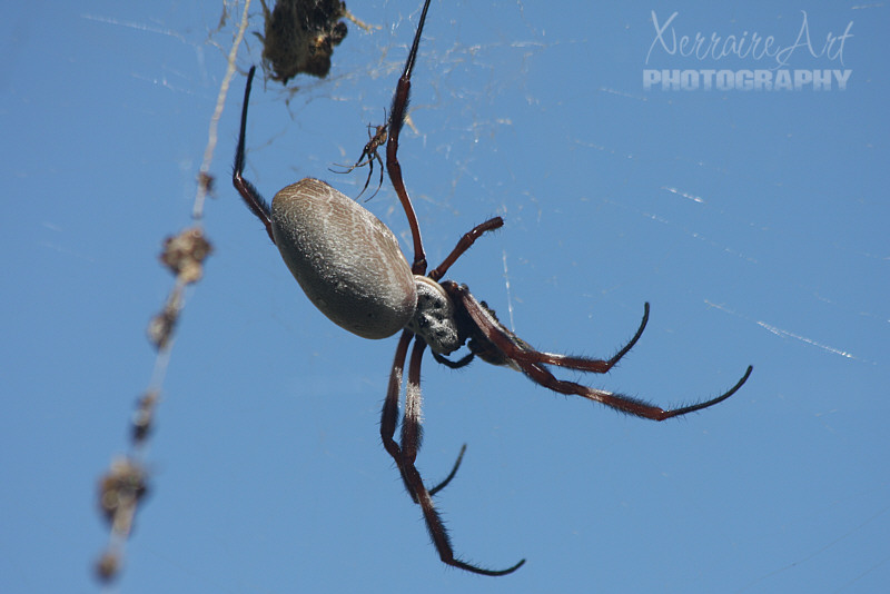 The Spider Around the Corner