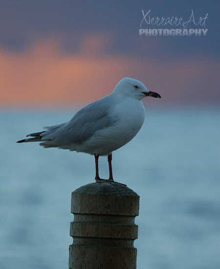 This gull seemed to be enjoying the view, he just stood there and let John and I get his picture for a long time.