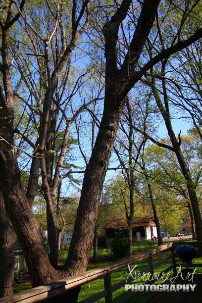 The large branch to the right had to go.