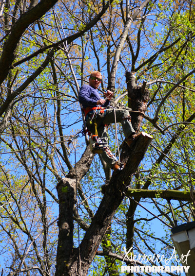 Chad up the tree