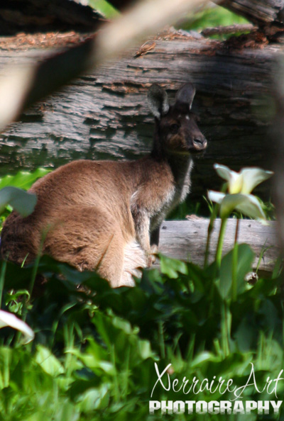 Kangaroo in the woods