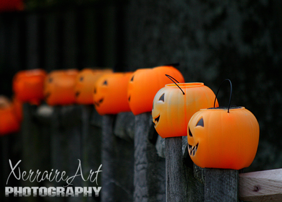 A serious pumpkin fence, this went around the whole yard!