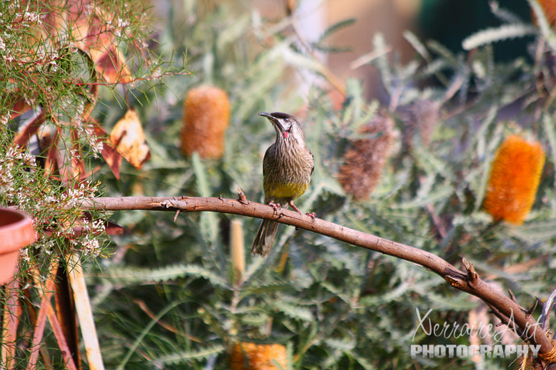 wattlebird