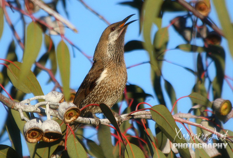 wattlebird