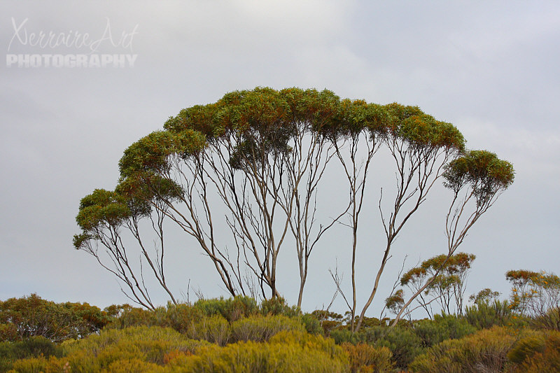 In the middle of our walk, these amazing trees. I wonder if Australians take their beauty for granted? I just love them all so much.