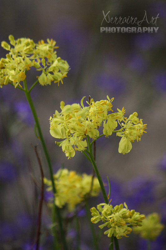 Not sure what these are. glischrocaryon flavescens? But their yellow color caught my eye.