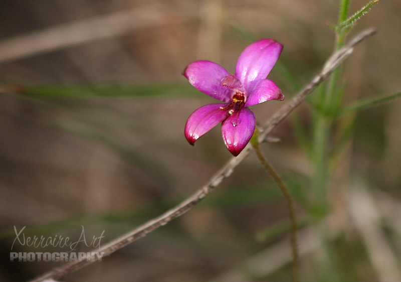 One more out of all that I took....John later learned these pink ones aren't another flower completely but rather older purple enamel orchids.