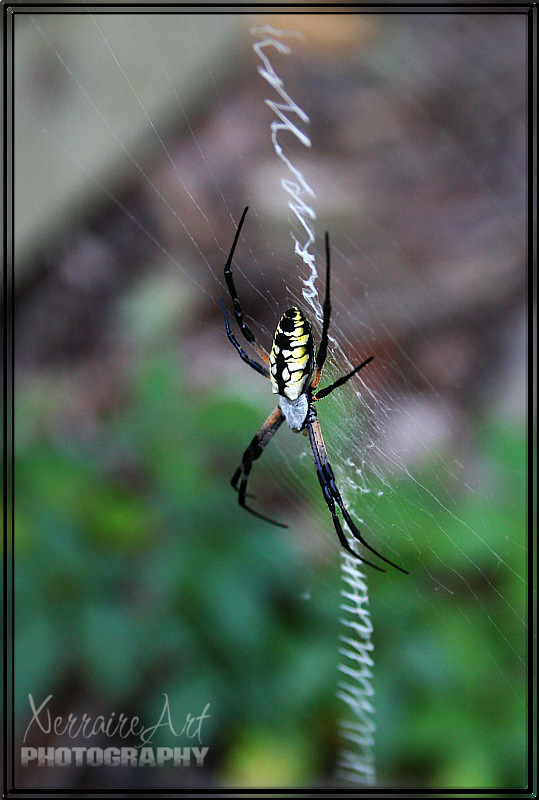 Writing Spider