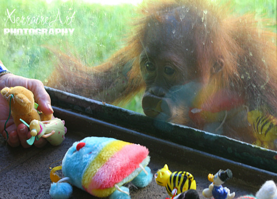 zoo9