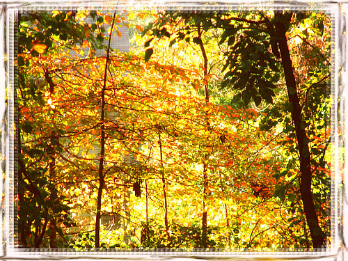 The back yard in autumn