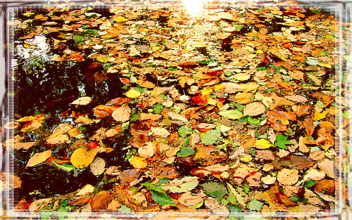 Leaves in the pool