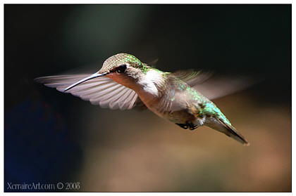 Hummingbird