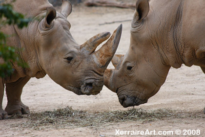 Rhinos at the Maryland Zoo