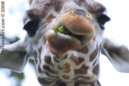 giraffe at maryland zoo