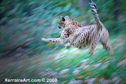 cheetah at the maryland zoo