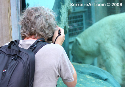 polar bear maryland zoo