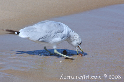 gulls of ocean city