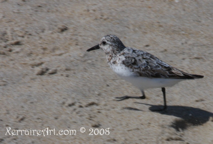 Sandpiper of OCean city