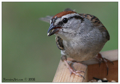 small sparrow