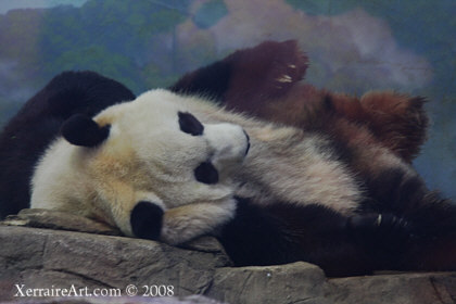 Giant Panda at D.C.