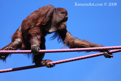 Orangutan