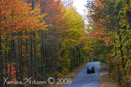 autumn leaves