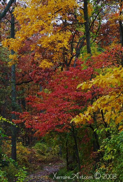 autumn leaves