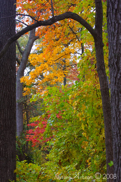 autumn leaves