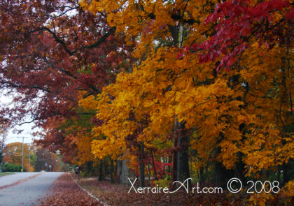 leaves in autumn