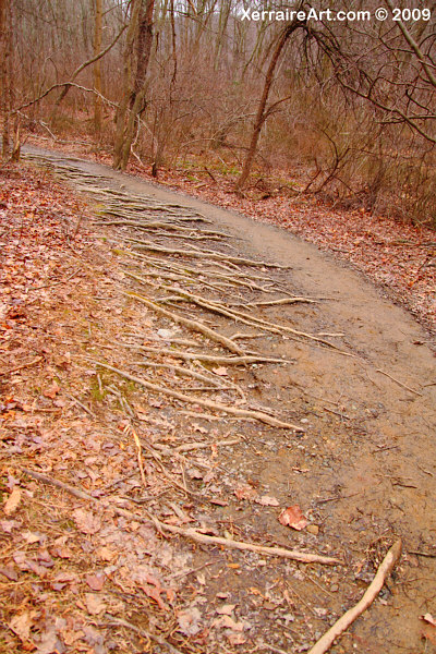 tree roots