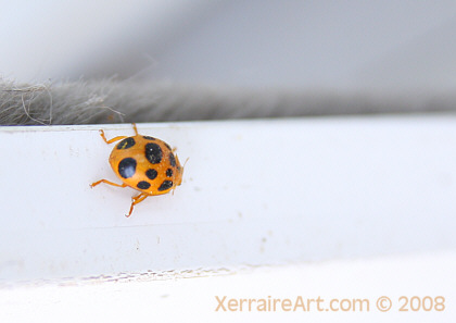 beetle that looks like a ladybug